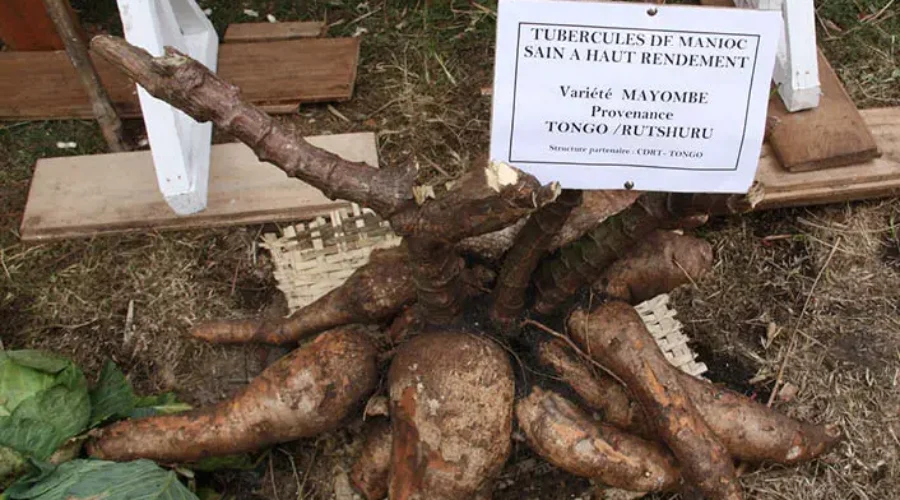 La farine de manioc panifiable en RDC : l’opportunité agro-industrielle sous-exploitée